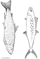 Lamina para colorear Dibujos de Pescados.